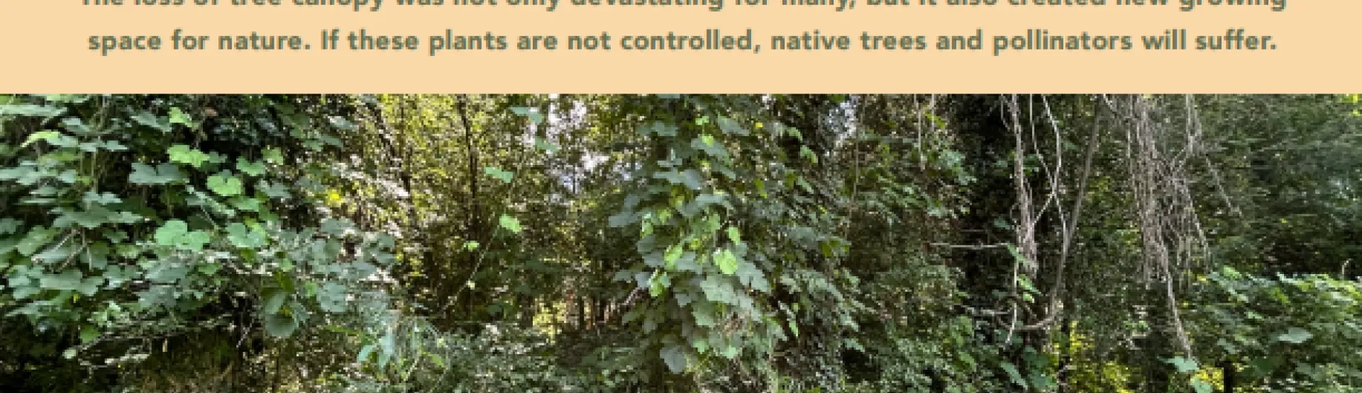 Eco-Foresters Presentation Flyer