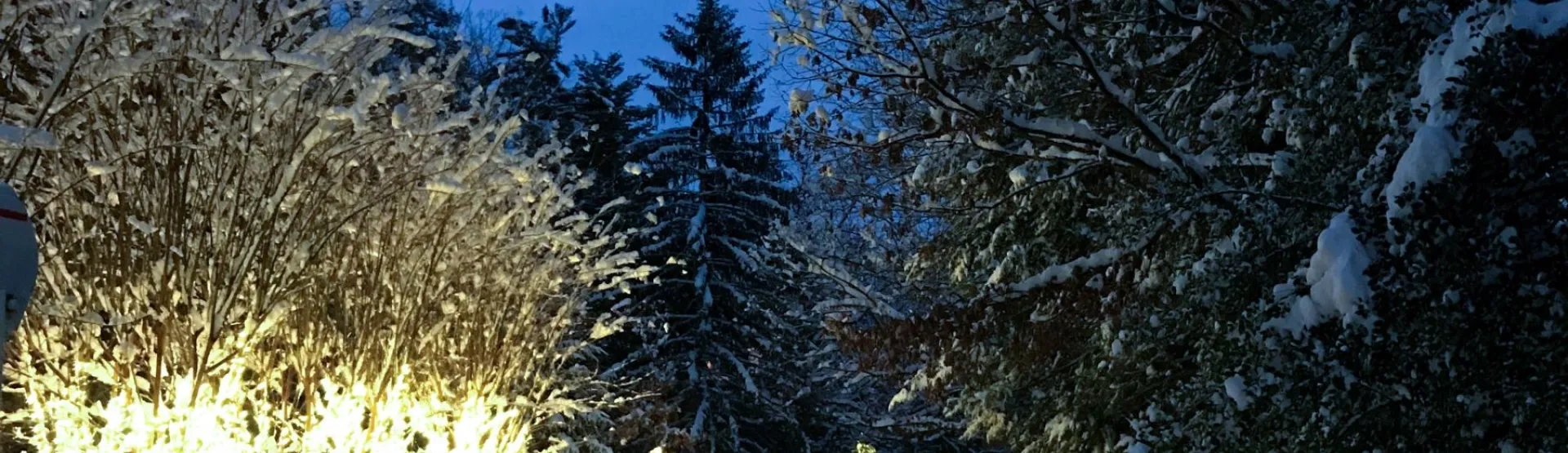 A streetlight glowing at night with a snow-covered trees in the background.