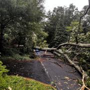 Photo of the fallen tree on 108 Stuyvesant Road. 